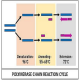 اجزای واکنش PCR
