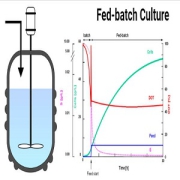 Fed-batch-Culture