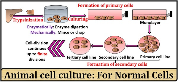 animal cell culture