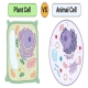 plant-cell-vs-animal-cell