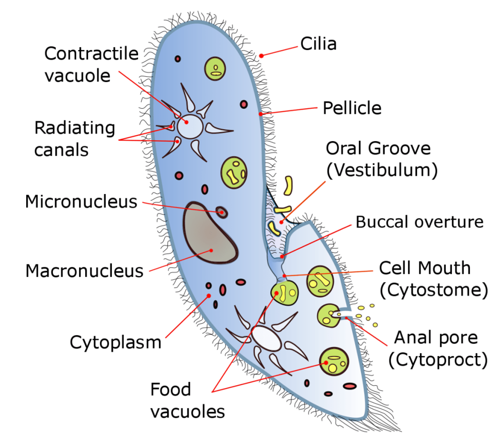 Paramecium diagram
