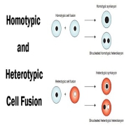 Cell-Fusion-Types-and-Significance