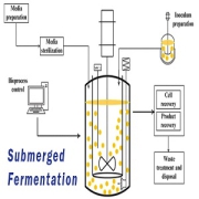 Submerged-Fermentation