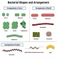 Bacterial-Shapes-and-Arrangement