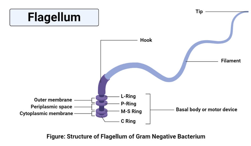 Flagellum-Structure