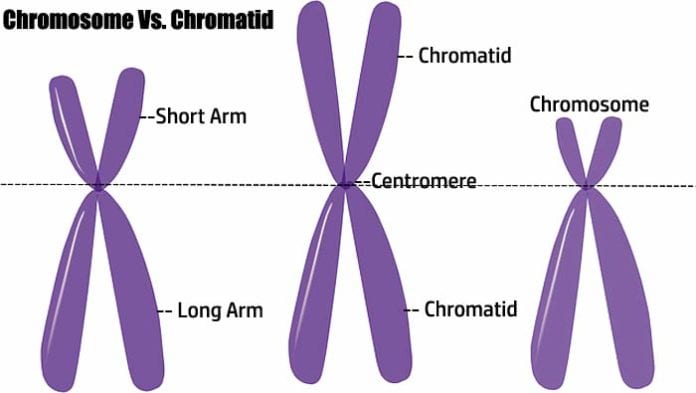 کروموزوم و کروماتید