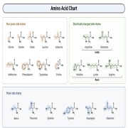 اسیدهای آمینه و پروتئین