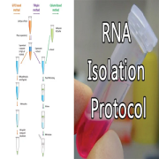 خالص سازی RNA