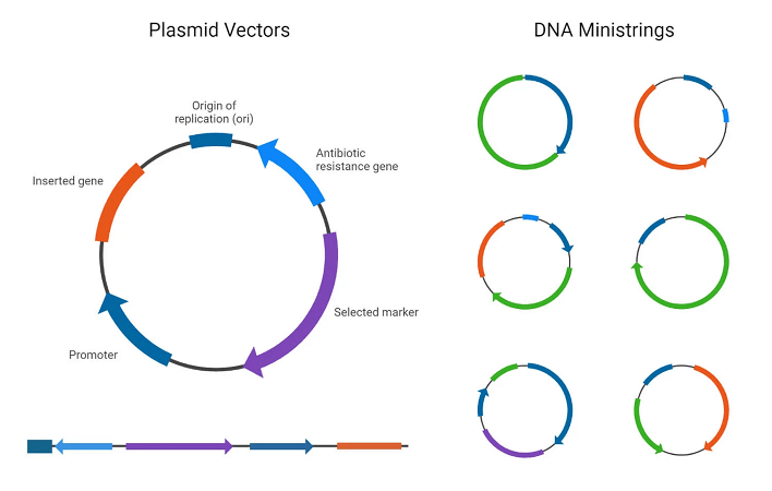 شبیه سازی DNA